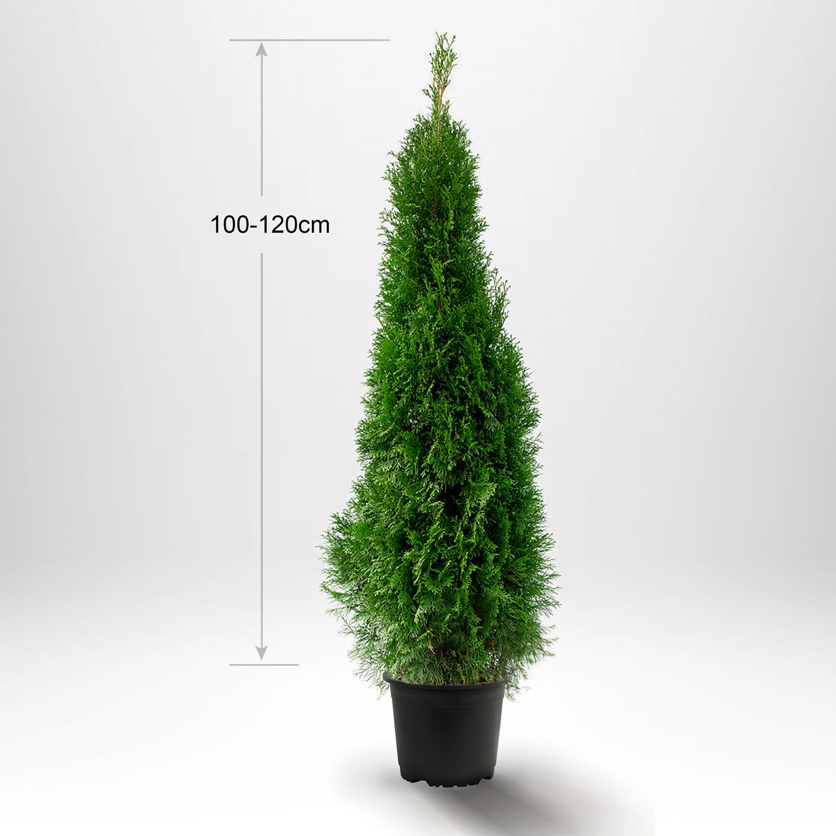 Thuja Smaragd 100-120 cm, Pottedyrket 5L, Kvalitet: Landscape Quality